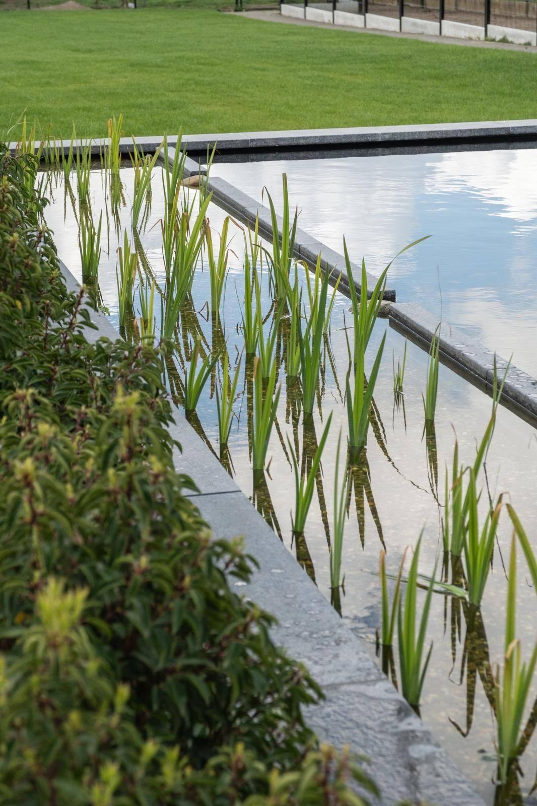 Plantenfilter van een ecologische vijver met lisdodde en helder water